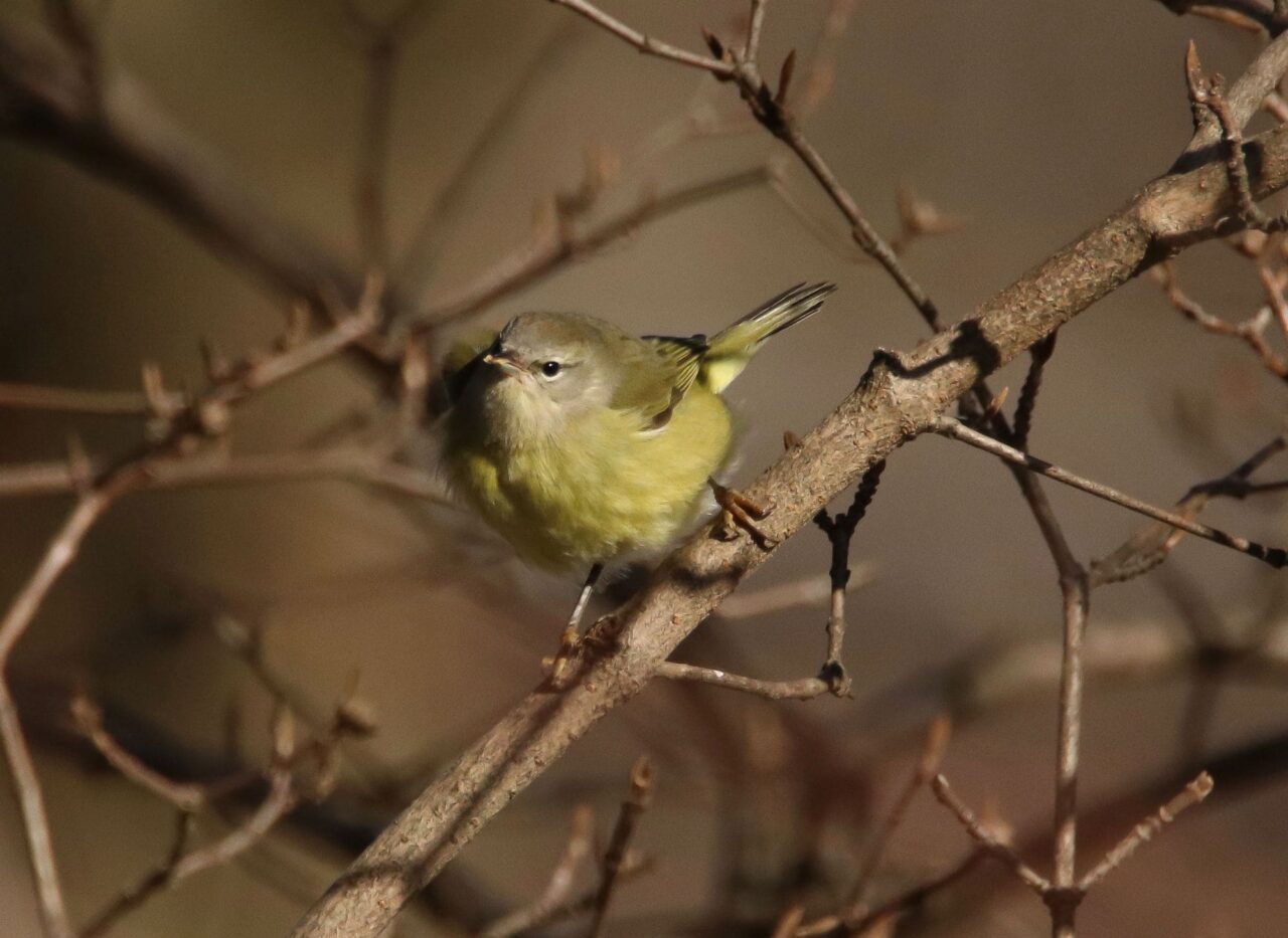 Orange-crowned Warbler - Photo John Watts