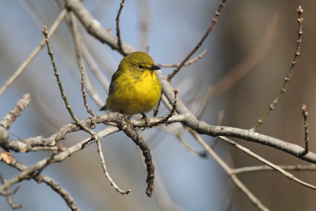 Pine Warbler - Photo Debbie Koenigs/USFWS Midwest Region