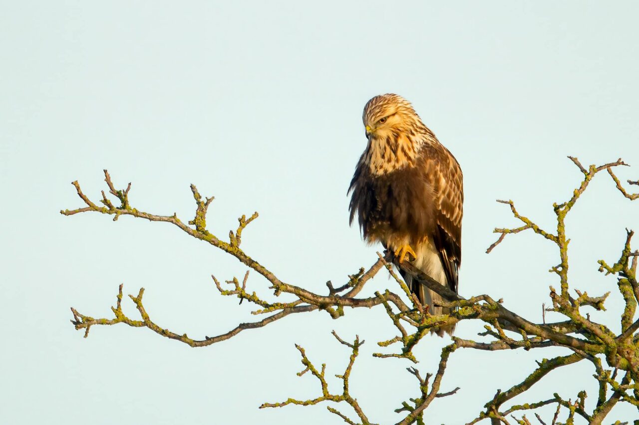 Rough-legged Hawk - Photo Mick Thompson