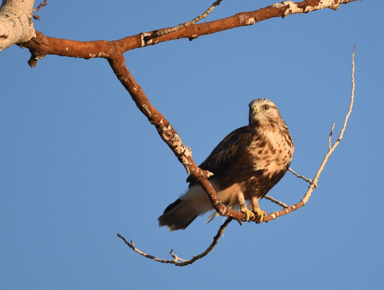 Rough-legged Hawk Perched - Photo Tom Koerner