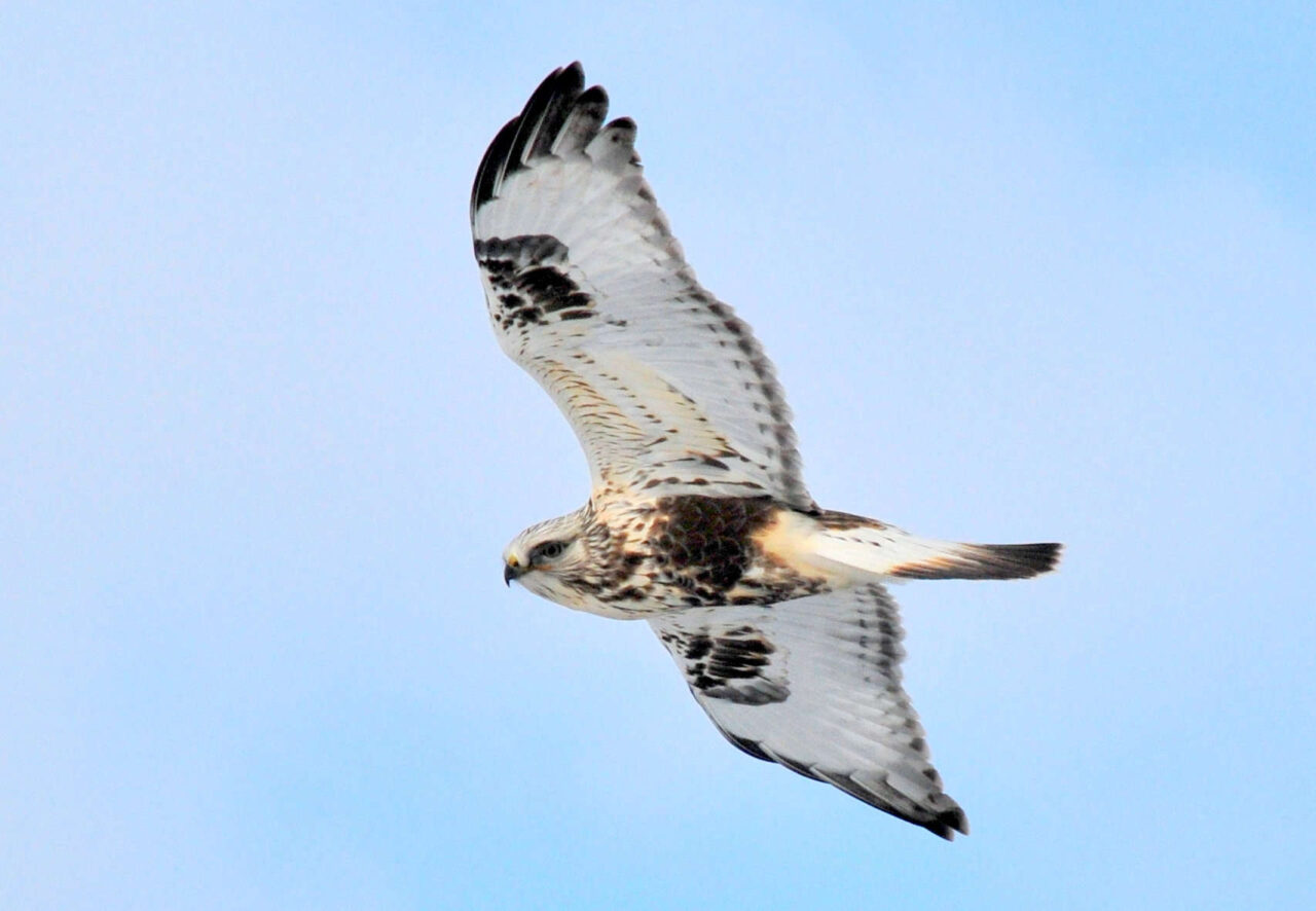 Rough-legged Hawl Soaring - Photo Tom Koerner