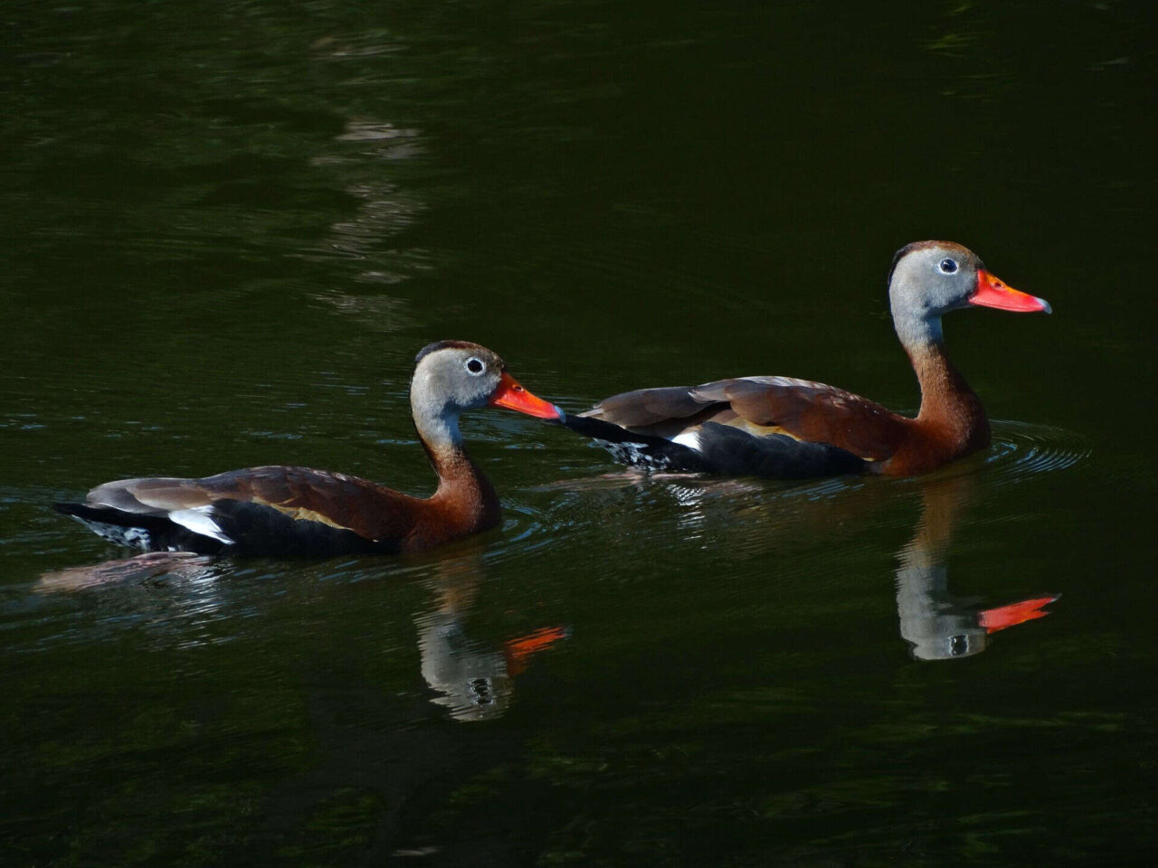 Black-bellied Whistling Ducks - Photo Linda Roisum