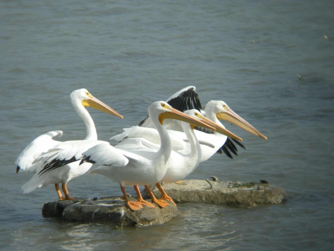 American White Pelicans - Photo Caleb Putnam