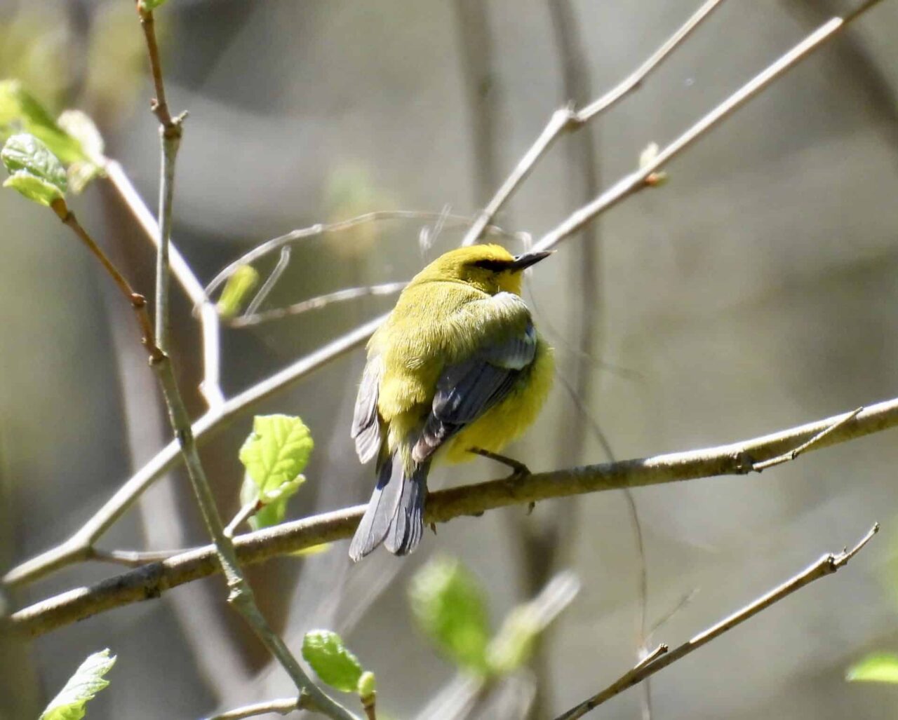 Blue-winged Warbler - Photo Tracy Wiczer