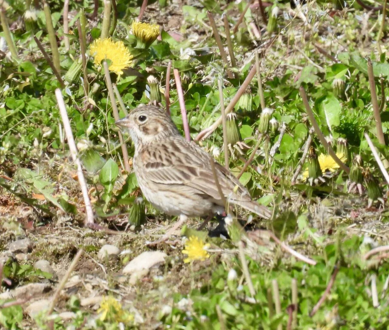 Vesper Sparrow - Photo Tracy Wiczer