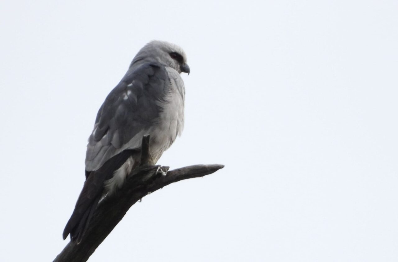 Mississippi Kite - Photo Cynthia Nor