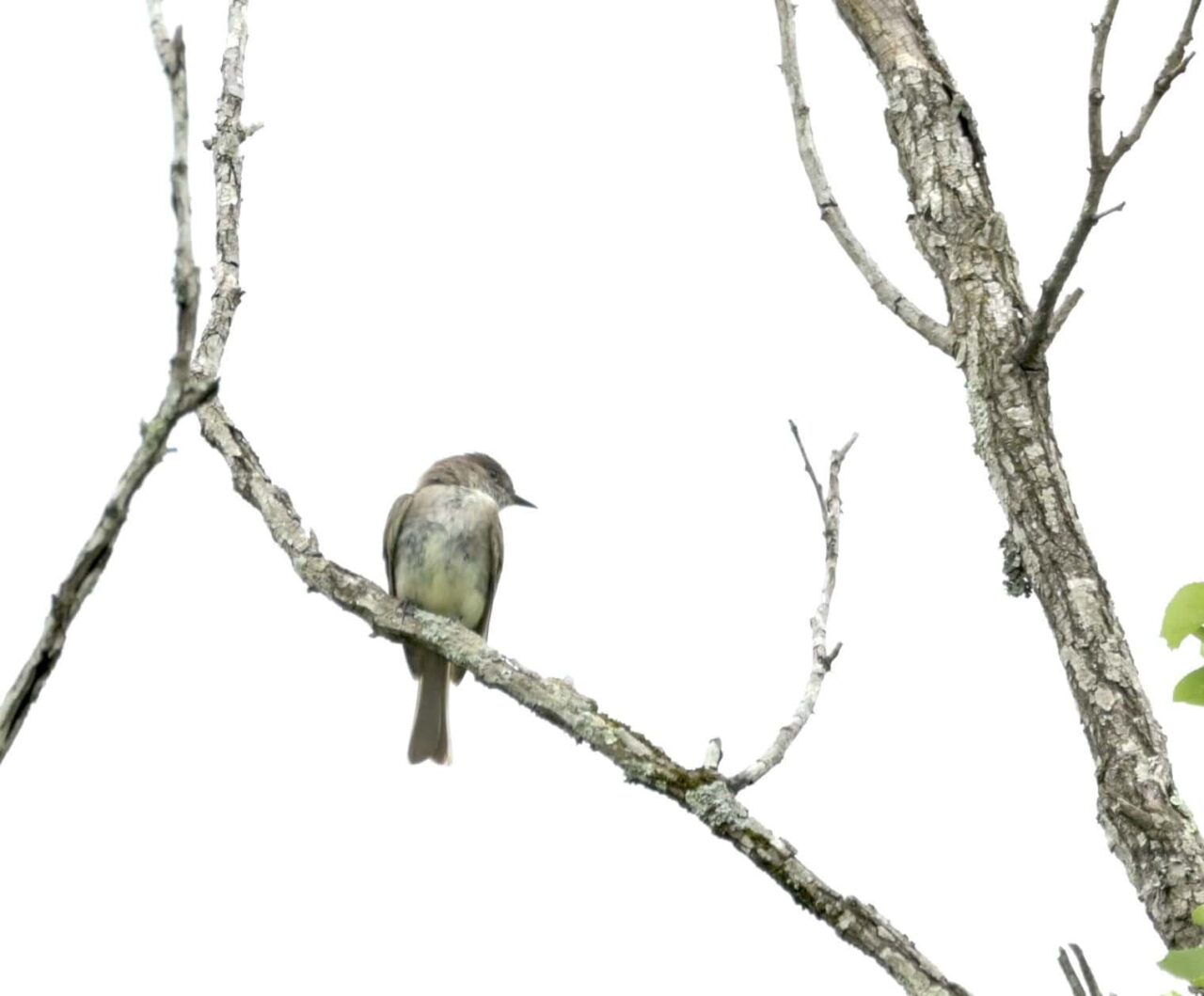 Olive-sided Flycatcher - Justin Riley