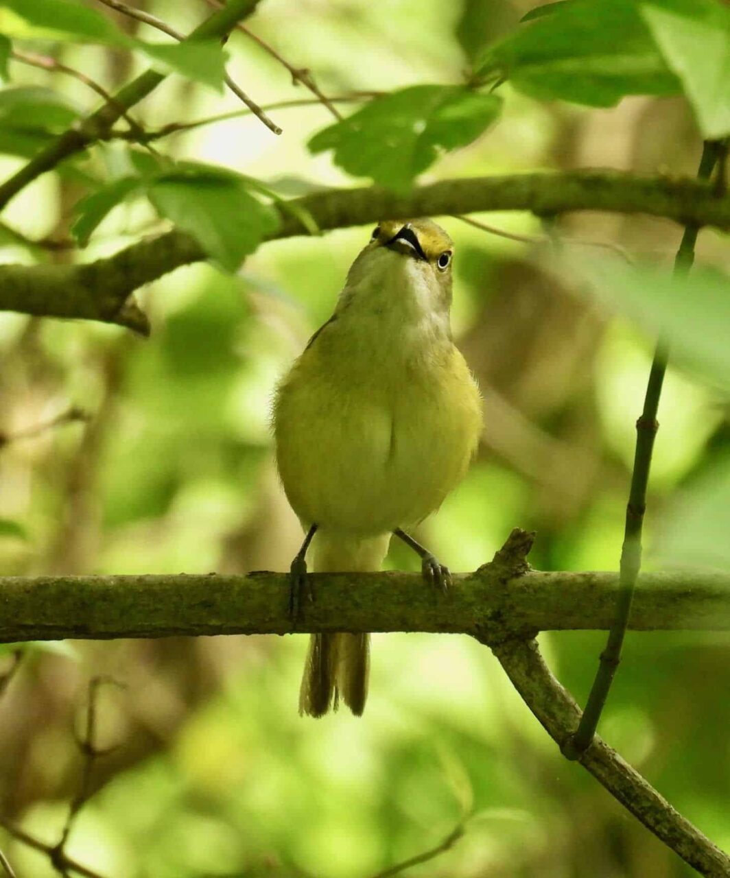 White-eyed Vireo - Tracy Wiczer