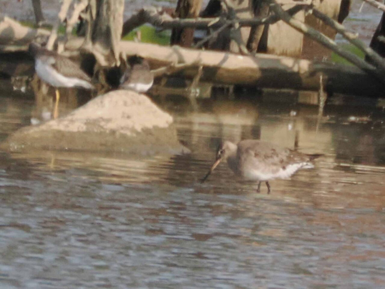 Hudsonian Godwit - Photo Lisa Phelps