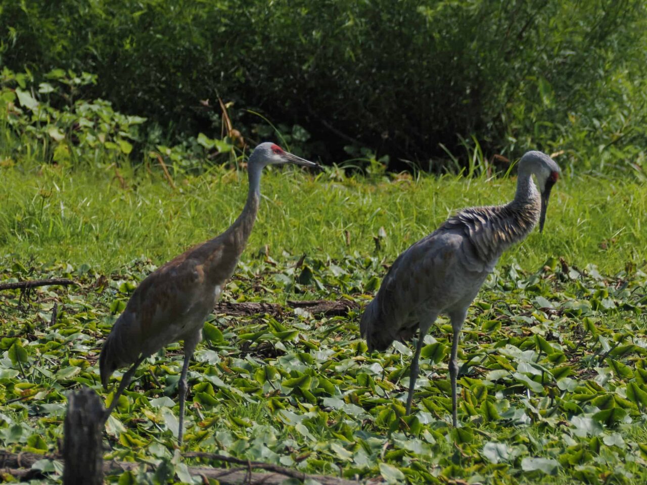 Sandhill Cranes - Photo Lisa Phelps