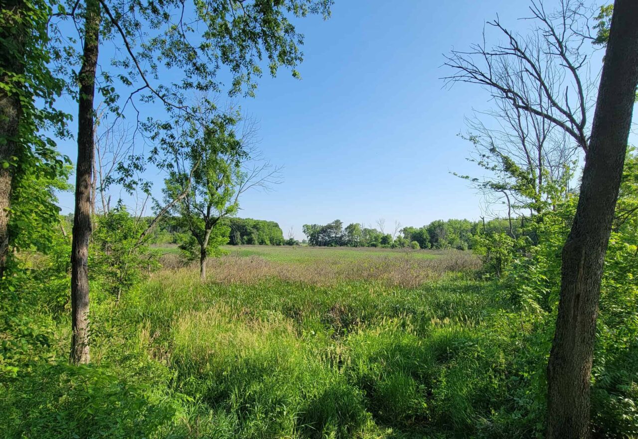 Calamus Swamp