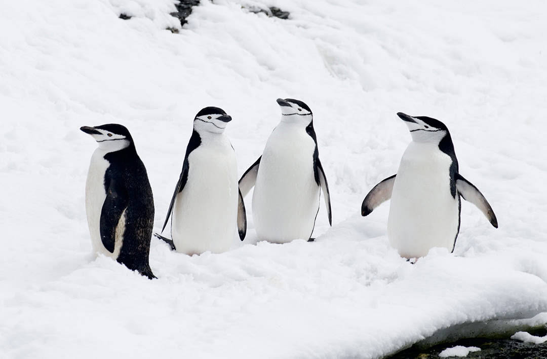 Monthly Program Sandy Reed: Exploring Antarctica