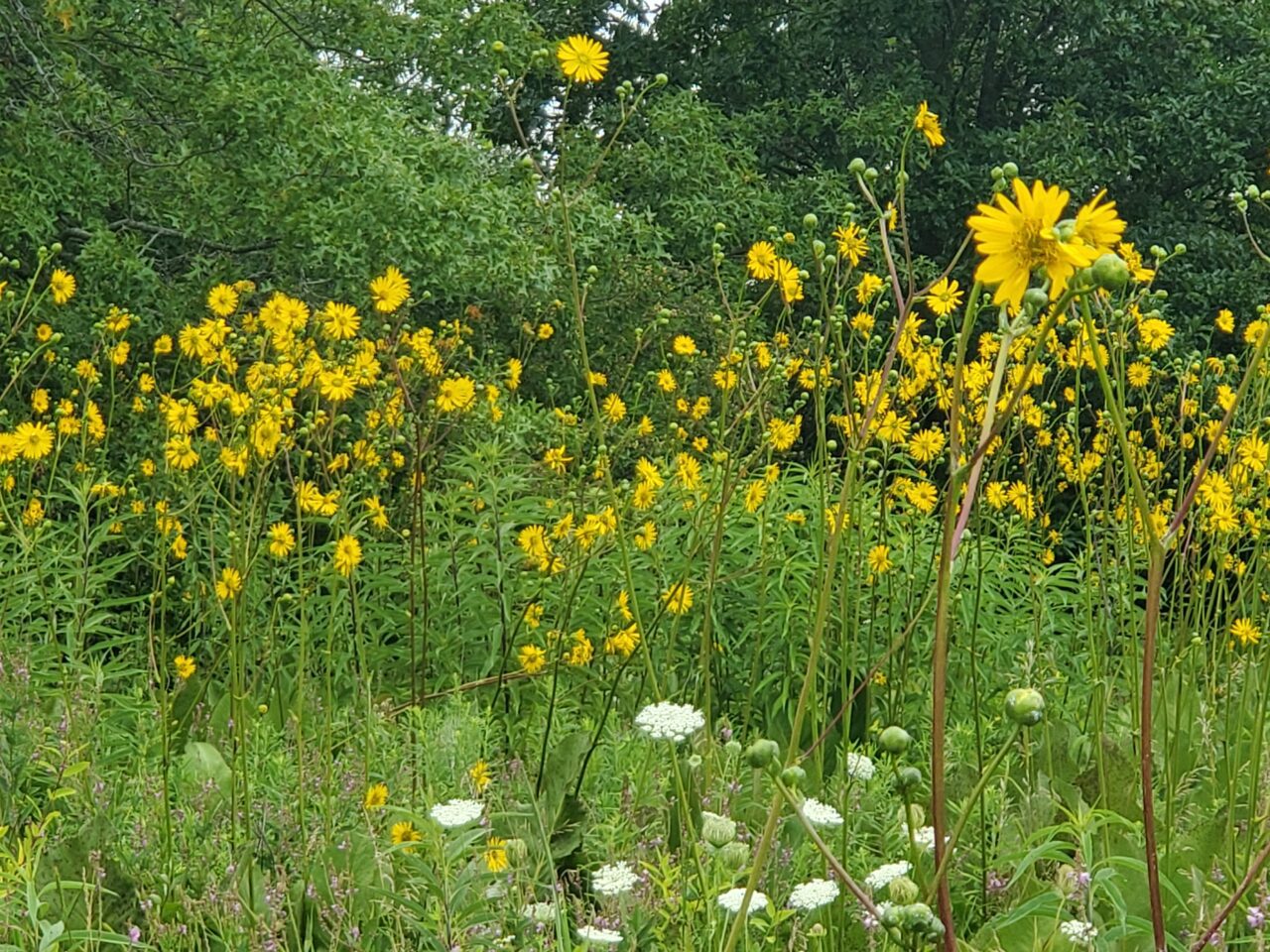 Milford Prairie