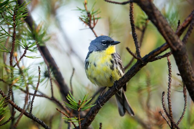 male kirtlands warbler