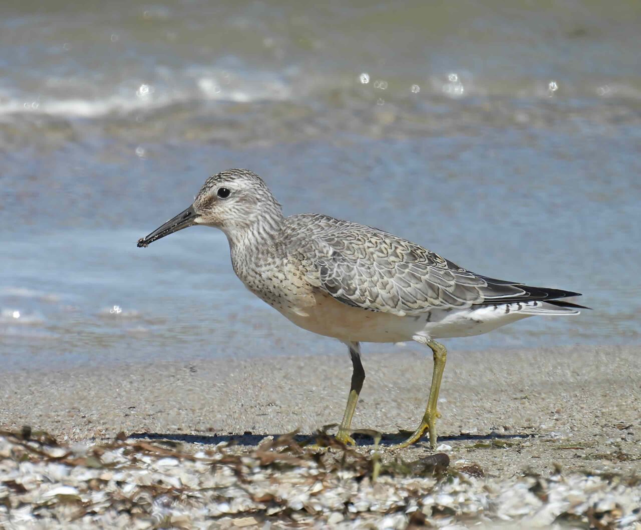 Red Knot - Photo Tracy Wiczer