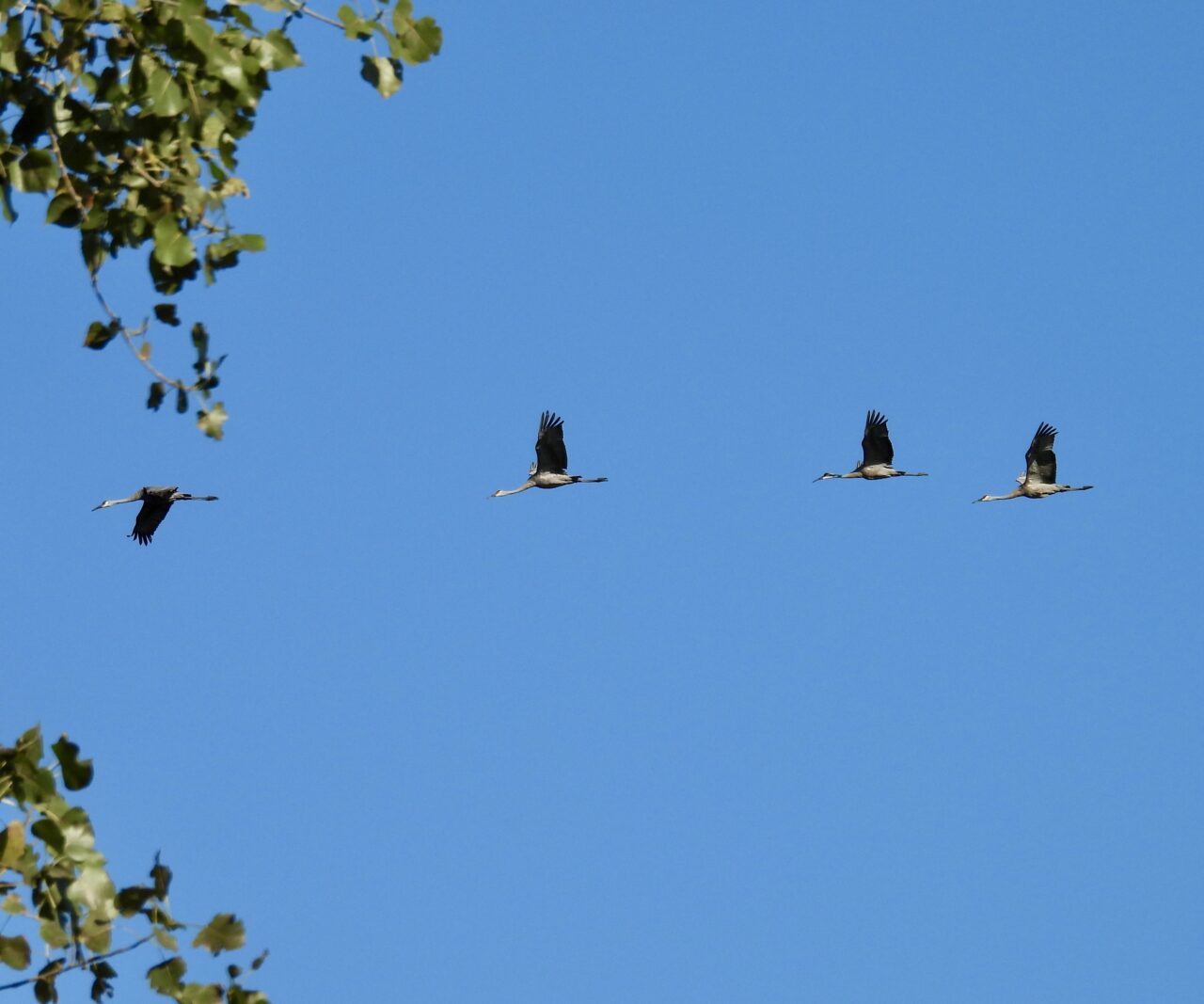 Samhill Cranes - Photo Tracy Wiczer