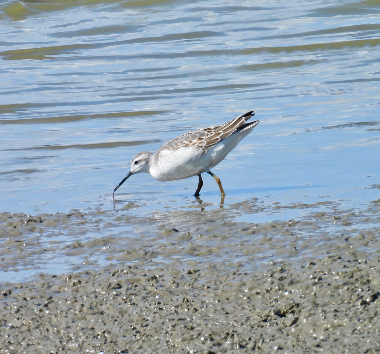 Wilson's Phalarope - Photo Tracy Wiczer
