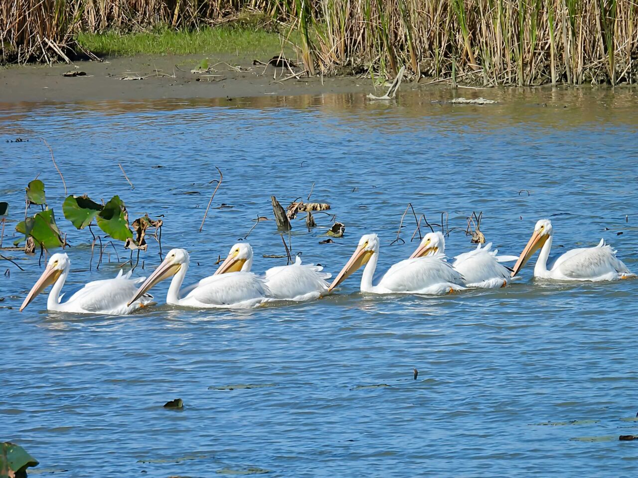 American White Pelicans -TracyWiczer
