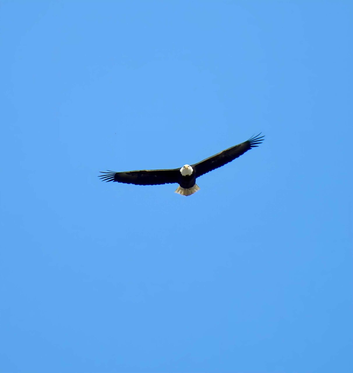 Bald Eagle - Photo Tracy Wiczer