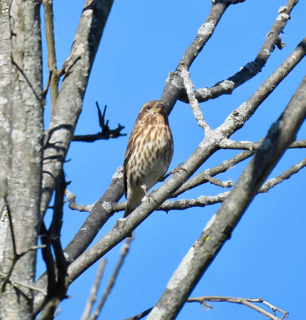 Purple Finch (female) - Tracy Wiczer