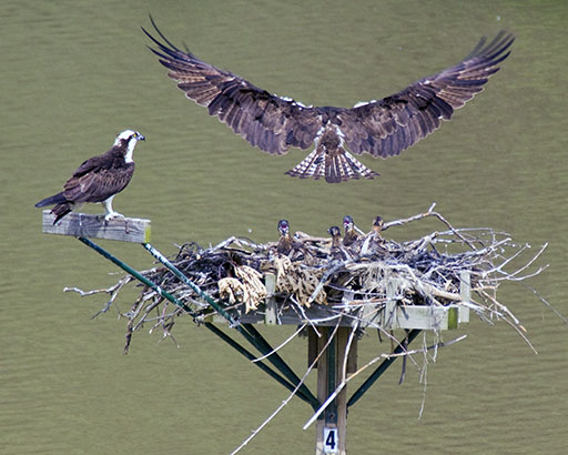 Adult Osprey Approaching Nest to Feed Young