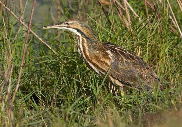 American Bittern