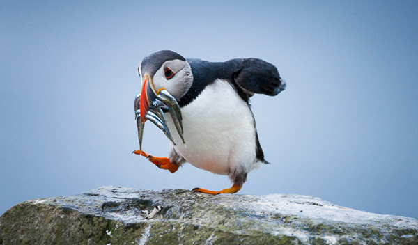 Atlantic Puffin with Fish