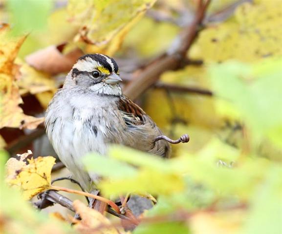 No LeConte's sparrows, but this handsome white-throated sparrow was showing off