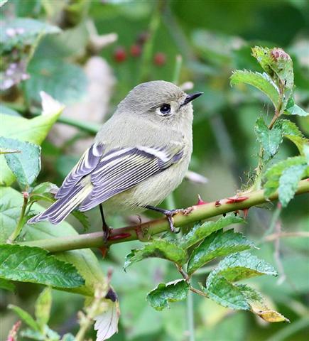 Ruby-crowned kinglet