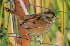 Avids Find Swamp Sparrow