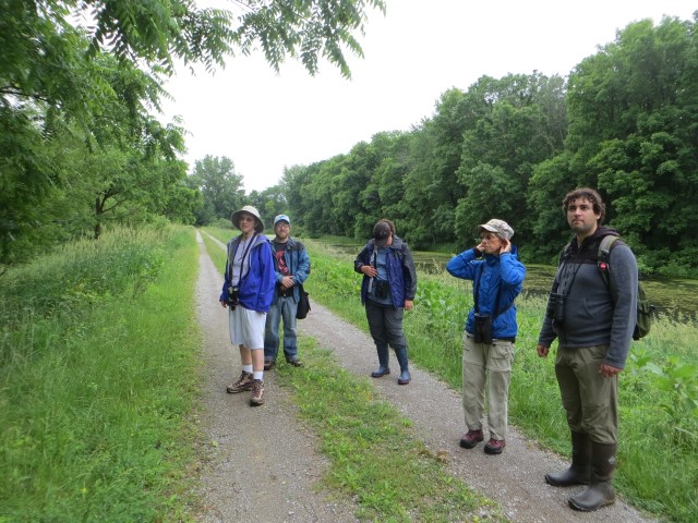 Listenting for flycatchers in Shiawassee NWR - a much more reliable method of identification than relying on subtle-to-nonexistent visual cues (Photo Karl Mechem)