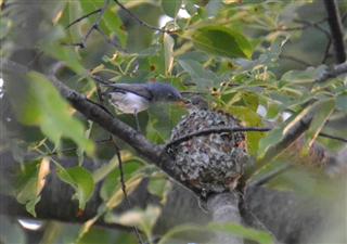 A Blue-grayGnatcatcher feeds her hungry brood