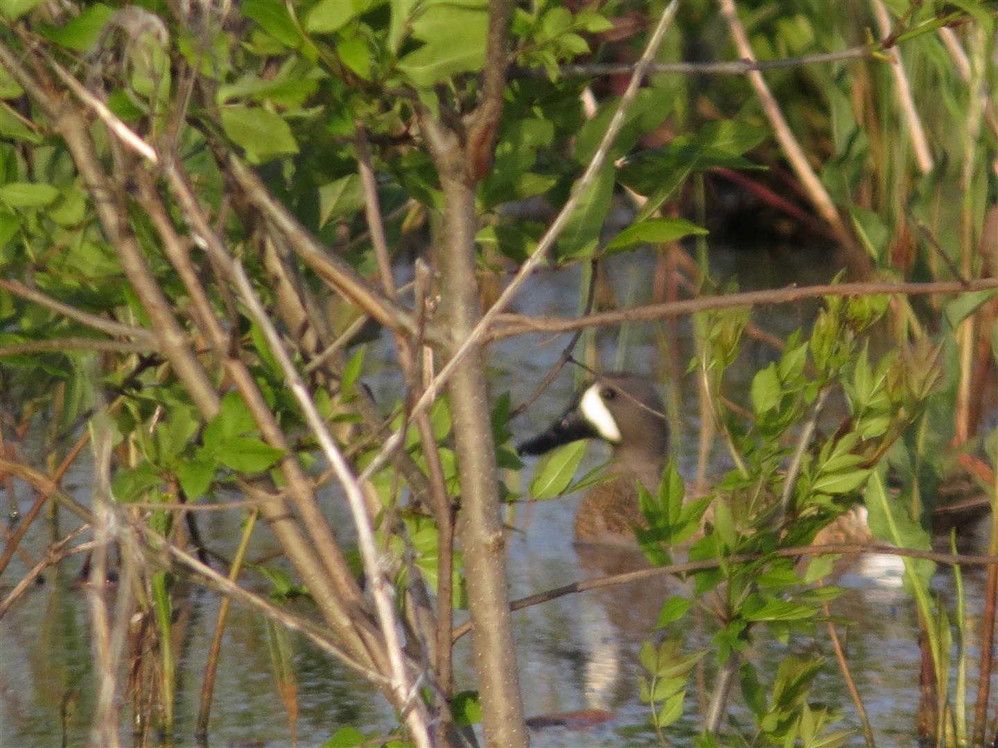 A very bad photo of a very pretty Blue-winged Teal near Killdeer Plains (Photo Bill Heck)