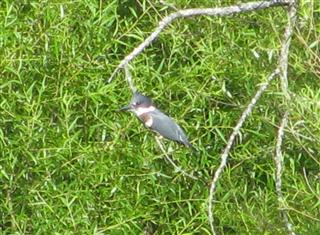 We saw several Belted Kingfishers 