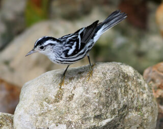 Black and White Warbler (photo Earl Harrison)