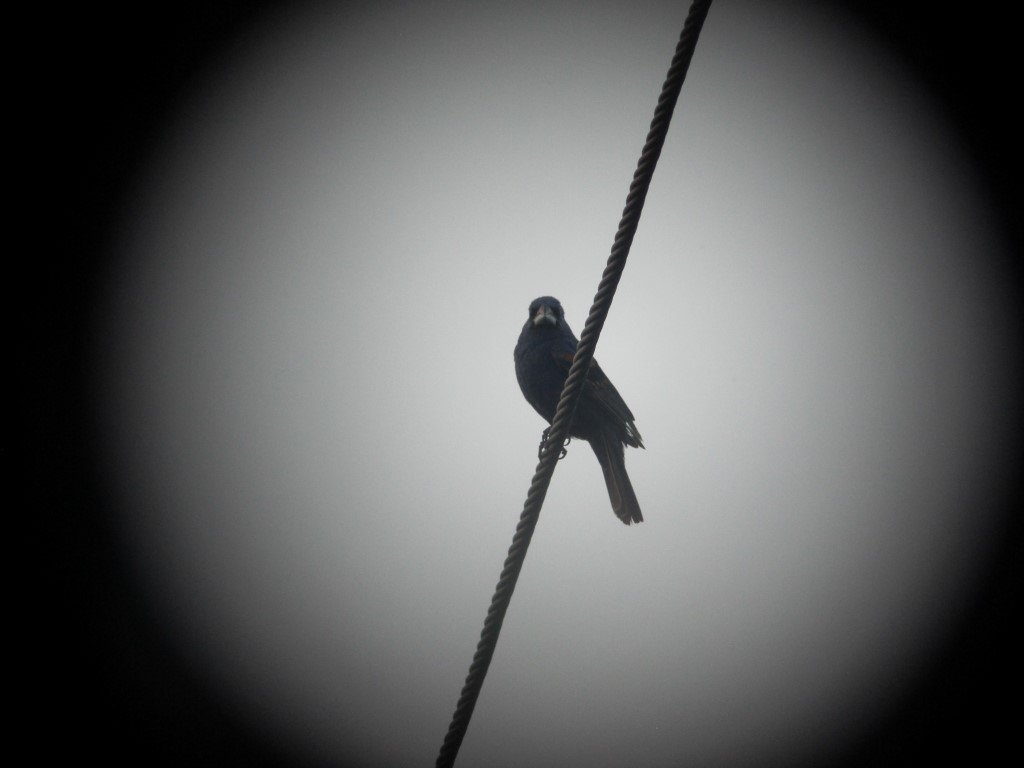 Blue Grosbeak