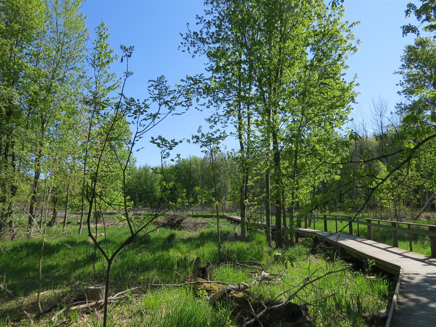 Boardwalk sans Ash Trees at Maumee Bay (Photo Bill Heck)