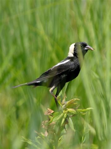 Bobolink