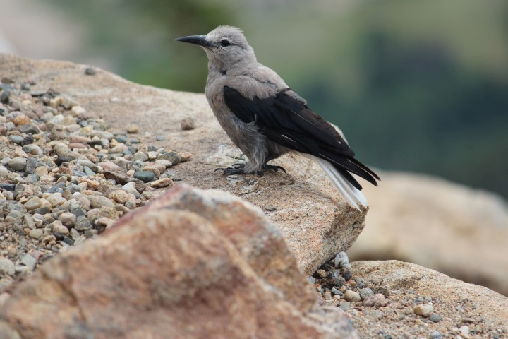 Clark's Nutcracker