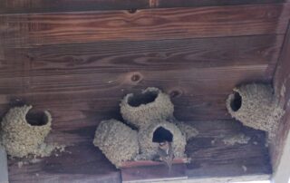 Cliff Swallow Nests