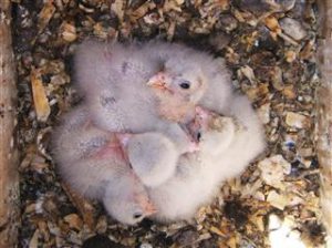 The Peregrine Fund recently reported that the American Kestrel population in the U.S.A. has declined 47-1/2 percent during the last 45 years. These nine-day-old kestrel nestlings will try to reverse that trend. 