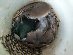 Nest jars are made from four-inch PVC drainpipes. For this adult Tree Swallow and her large family to be, a six-inch drainpipe might be more accommodating.