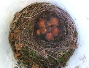 These warbler nestlings are just days old and might be vulnerable to predatory woodpeckers. Having Tree Swallows as neighbors might increase the nestlings’ chances of fledging.