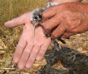 If this situation is ever encountered again, a gentle attempt will be made to pull the snake from the nestling’s mouth. A leg band identified this kestrel after its remains had been cannibalized by its siblings.