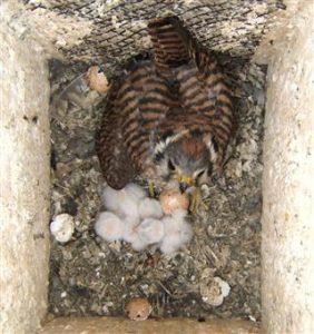 A female kestrel is determined to defend her three hatchlings and one egg on July 14. The family was to be the only  successful second brood from the same box for 2012. The pictured egg also hatched and fledged.DSCF1404