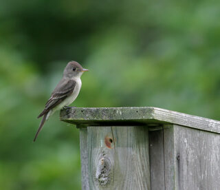 Eastern Wood Pewee (Photo by Earl Harrison)