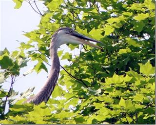 A Great Blue Heron from an unusual perspective - straight up!