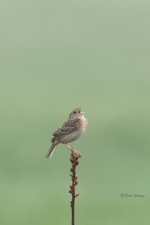 Grasshopper Sparrow at Oak Openings (Photo Tom Sheley)