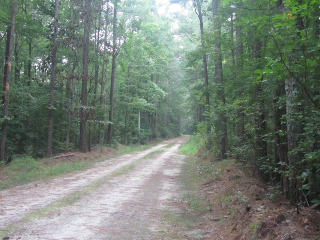 The Great Cypress Swamp