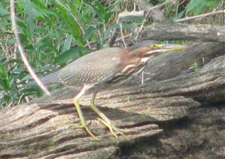 A very cooperative Green Heron hunting along the bank